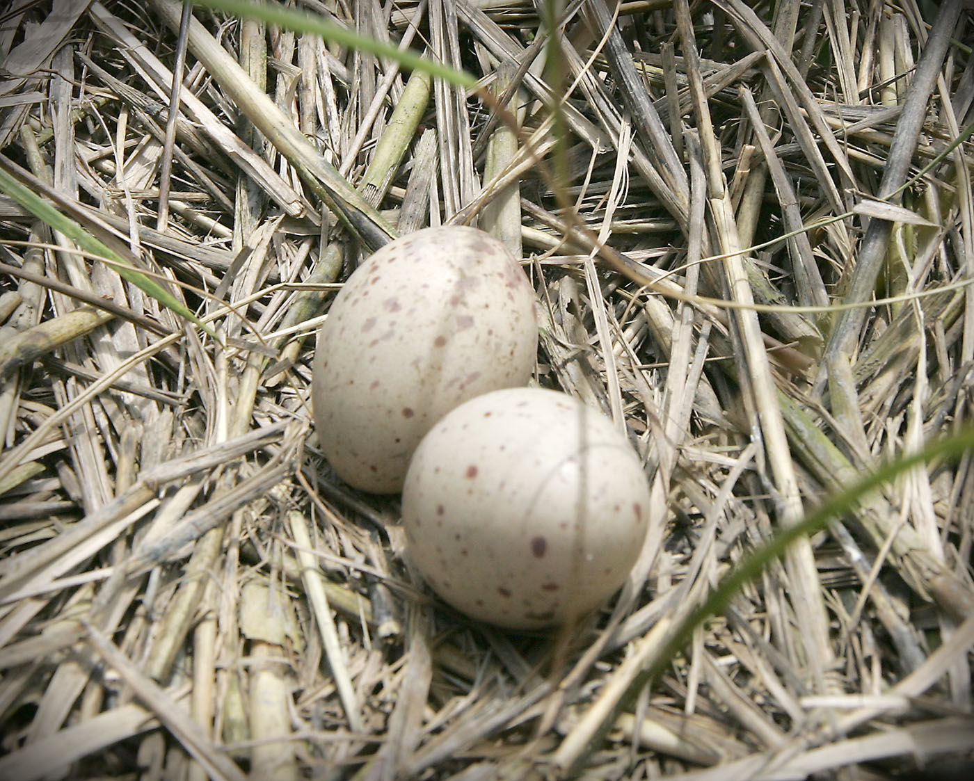 Cormorants Nesting